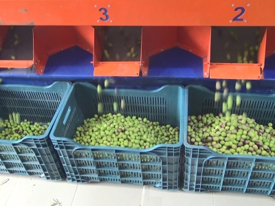 Ermenek zeytini marka olma yolunda