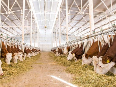 Tarımsal desteklere ilişkin detaylar netleşti