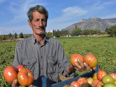 Güz domatesi üreticisini sevindirdi