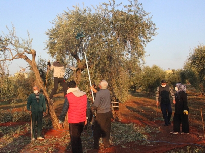 Kısıtlamadan muaf olan zeytin üreticileri hasat yaptı