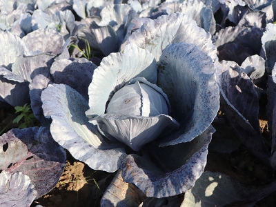 Samsun, tarımsal üretimde zirveyi zorluyor