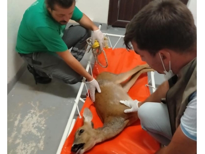 Yaban hayatına destek sürüyor