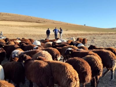 Kilisli üreticilere mobil küçükbaş yıkama-ilaçlama banyoluğu