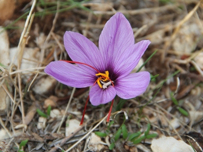 Adıyaman’da hedef safran üretimini artırmak