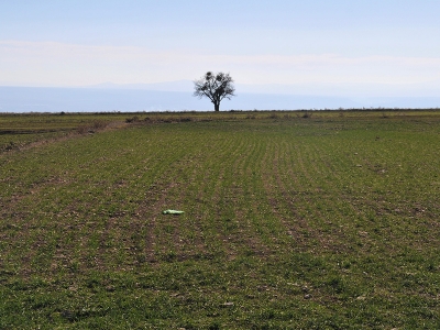 Hububat üreticisi yağış bekliyor
