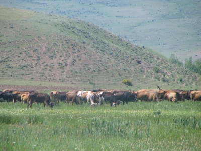 Bolu’da meralar işgalden kurtuldu