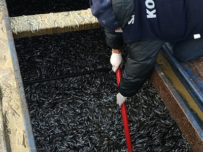 Rize'de 21 ton hamsiye el konuldu