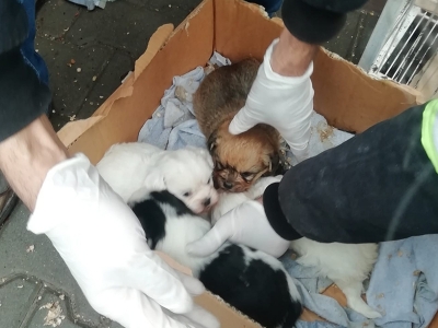 Başkent’te petshop baskını