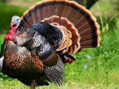 Hibeler Siirt’te tarıma can suyu olacak