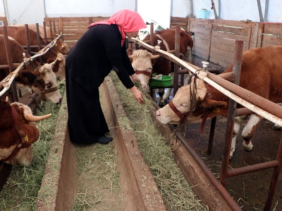 Köyüne döndü besiciliğe başladı