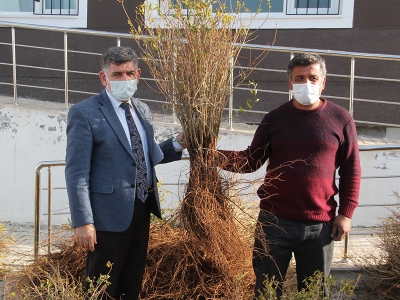 Bahçelere nar bereketi geliyor