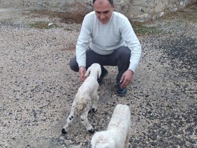 Kar altında doğan kuzuları araçla taşıdılar