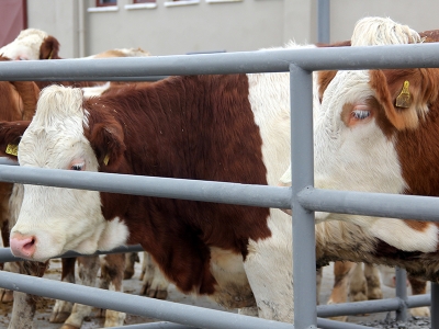 Karkas ölçütlerine düzenleme yapıldı