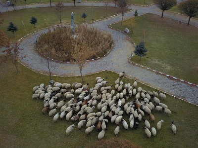Boş kalan mesire alanlarında hayvanlar otladı