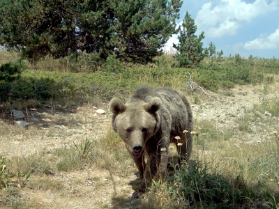 Arkadaş 141 günde 1033 km yol gitti