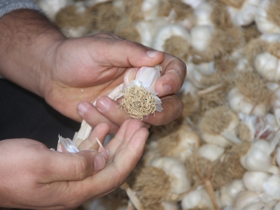 Taşköprü sarımsağı karekodla satılacak