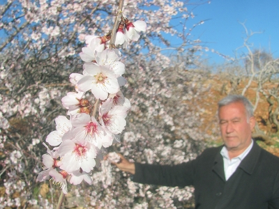 Erken çiçek açan bademler üreticiyi telaşlandırdı