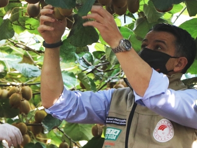 Yalova kivi üretiminde lider