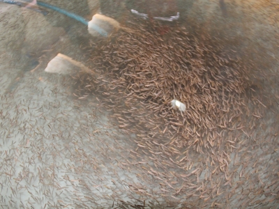 Alabalık tesisleri büyüyor kaliteli üretim artıyor