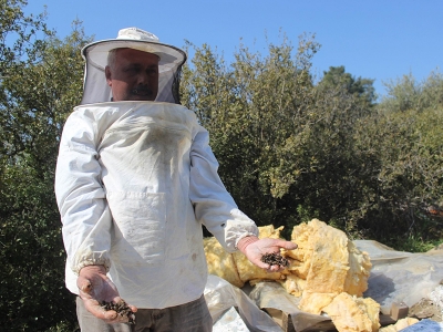 Manisa'da zehirlenen binlerce arı telef oldu