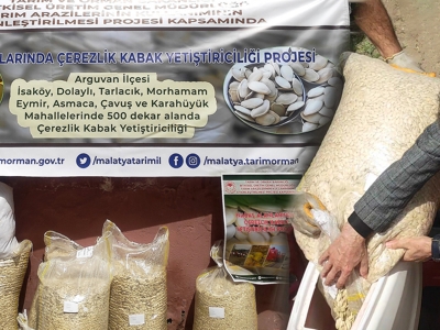 Nadas alanları çerezlik kabakla canlanıyor