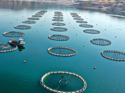 Kayseri’de Türk somonu bereketi