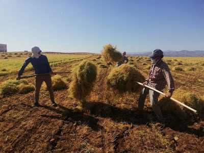 Bereketli topraklarda mercimek hasadı başladı
