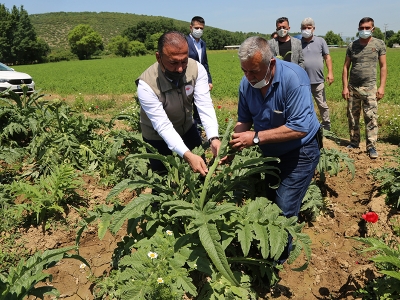 Hasat başladı, enginar pazarda yerini aldı