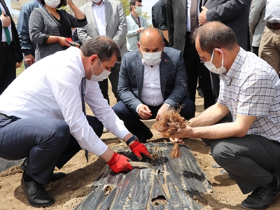 Çilekler tarlaya, koyunlar ağıla