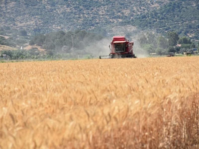 Aydın’da buğday hasadı sürüyor