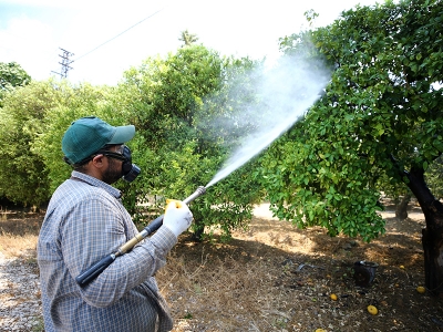 Meyve sineğiyle mücadele sürüyor