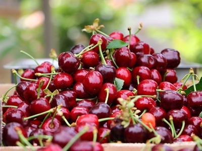 Tekirdağ’da kiraz hasadına başlandı