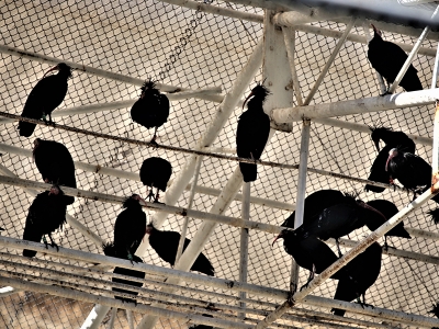 Doğadan sevindirici haber