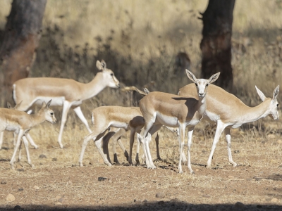 Koruma altındaki ceylanların sayısı artıyor