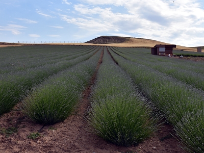 Kırıkkale’de yeni alternatif: tıbbi ve aromatik bitkiler