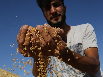 Mardin Ovası'nda buğday hasadı bereketli başladı