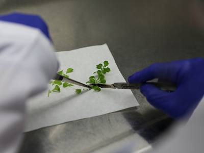 Tohumlar geliştiriliyor, çiftçiye destek oluyor