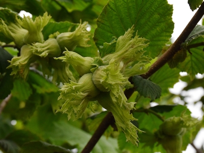Fındıkta verim sulama sistemleri ile artacak