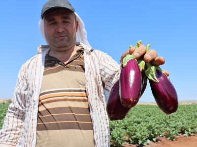 Kilis için patlıcan hasadı vakti