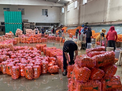 Havuç diyarından dünya pazarına