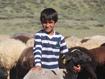 Devlet desteğiyle koyun varlığı artıyor