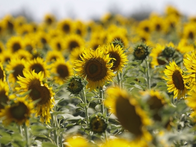 Ceylanpınar’da üretim hedefi 18 bin ton