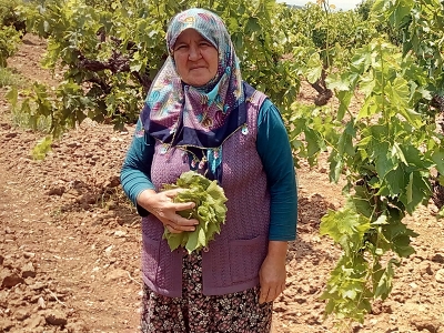 Asma yaprağından 1,5 milyonluk gelir