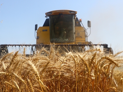 Tekirdağ'da buğday hasadı verimli başladı