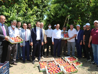 Bursa nektarin ve buğdayı şenlikle hasat edildi