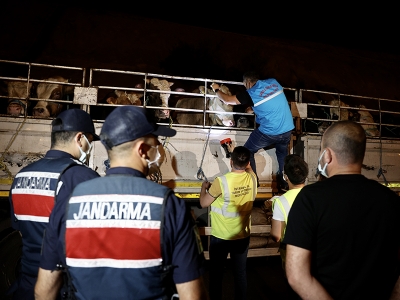 Kurbanlık hayvanların İstanbul'a girişi başladı