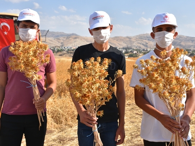İlk aspir hasadı Şırnaklı çiftçiye umut verdi