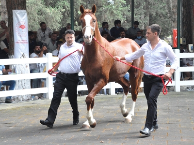 TİGEM, tay satışından 7 milyon 74 bin lira gelir elde etti