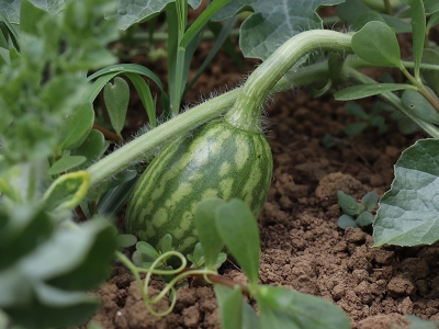 Kandıra karpuzu coğrafi işaret aldı