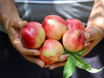 Şeftali fiyatıyla üreticisini sevindirdi
